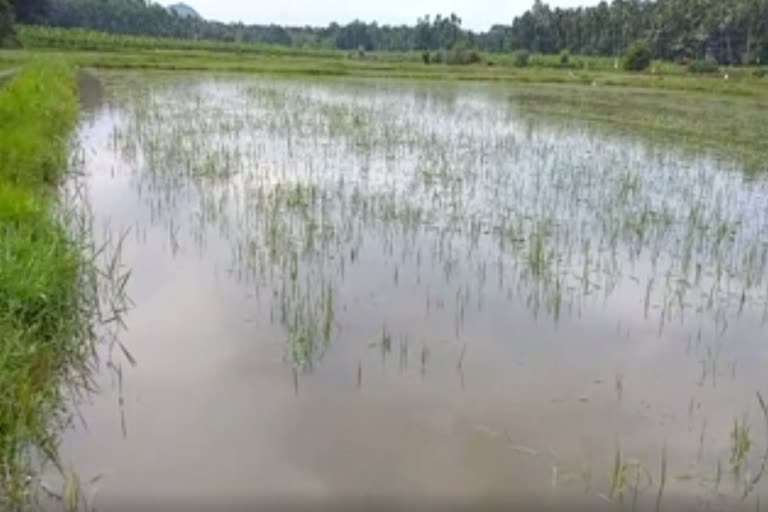 Heavy rain  Paddy cultivation was destroyed  floods in Choolur field  കനത്ത മഴ  നെൽകൃഷി നശിച്ചു