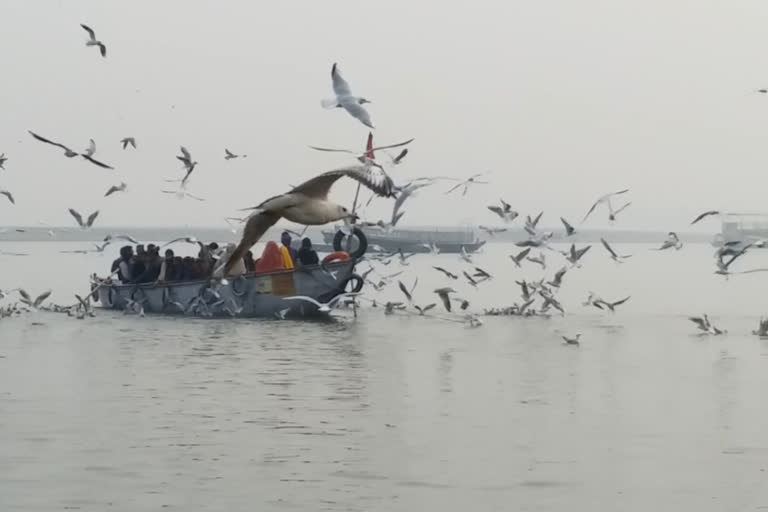 bird flu alert in varanasi, chicken business affected due to bird flu in varanasi