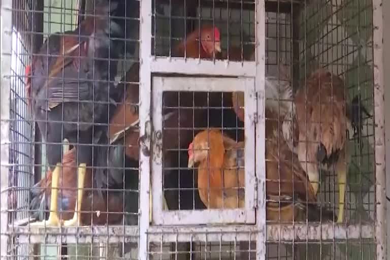 chicken sale decline in shimla