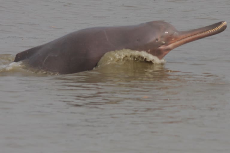 gangetic dolphin beaten to death