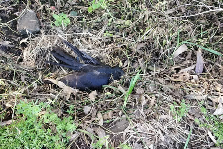 More than 150 crows found dead in Paonta Sahib