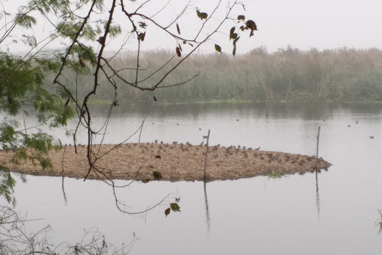 okhla bird sanctuary