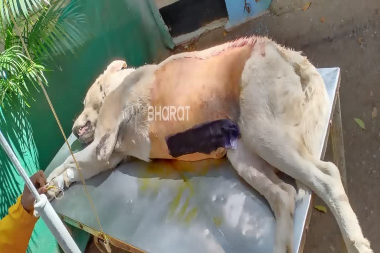 cancer-tumor-operation-for-dog-in-dharwad