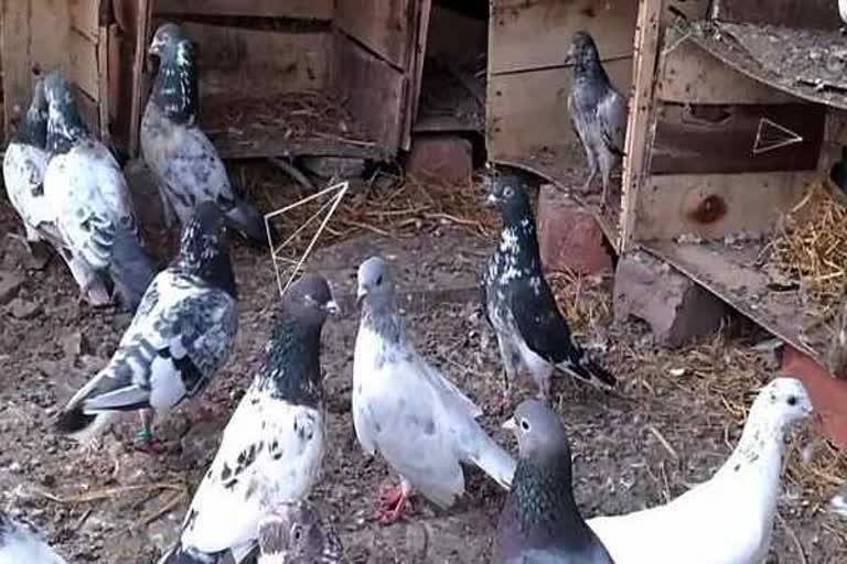 pigeon deaths in Pali, bird deaths in Pali