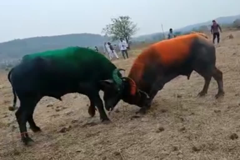 fight between two male buffalo parsod village of amravati