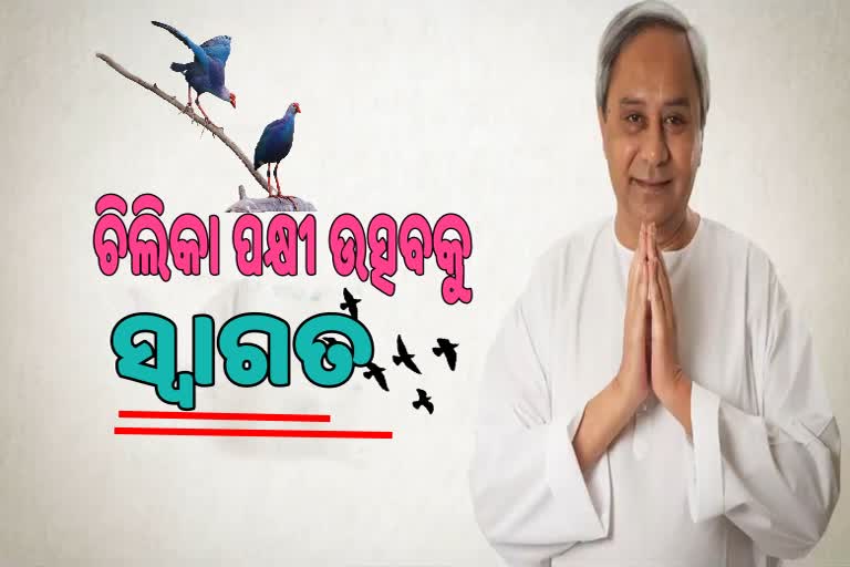 ଜାତୀୟ ଚିଲିକା ପକ୍ଷୀ ଉତ୍ସବ କ୍ରମବର୍ଦ୍ଧିଷ୍ଣୁ ସଫଳତା ହାସଲ କରୁ: ମୁଖ୍ୟମନ୍ତ୍ରୀ