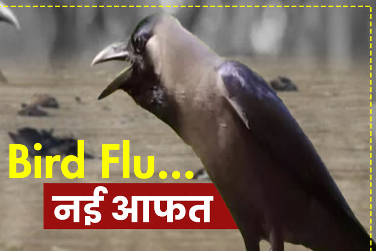 crows bird flu kangra कांगड़ा कौवें में बर्ड फ्लू