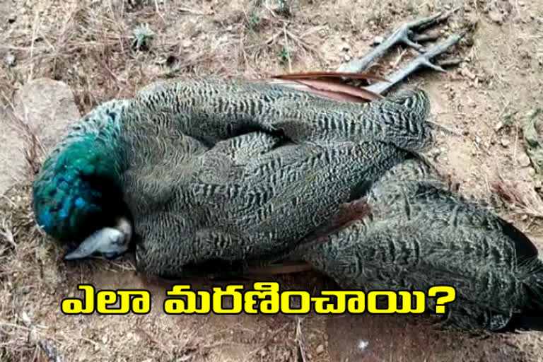 Dozens of peacocks died at papannapeta in medak district