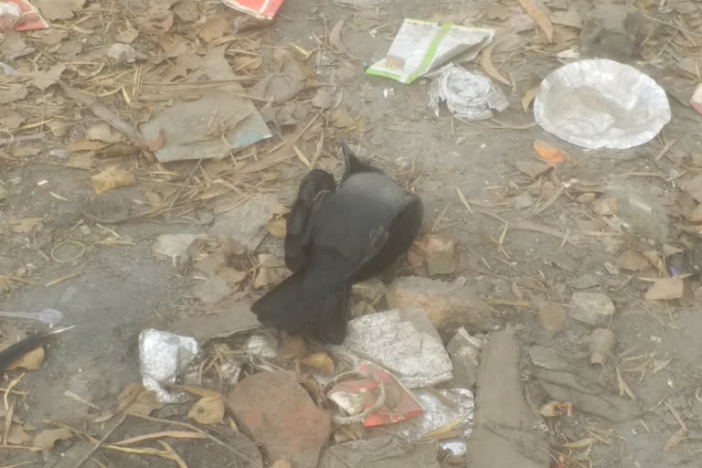 bird dead body found in bokaro