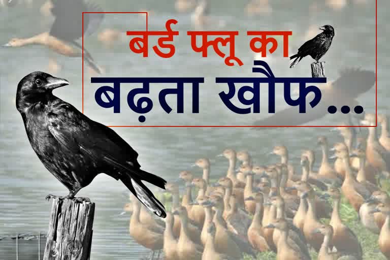 Bird flu in himachal