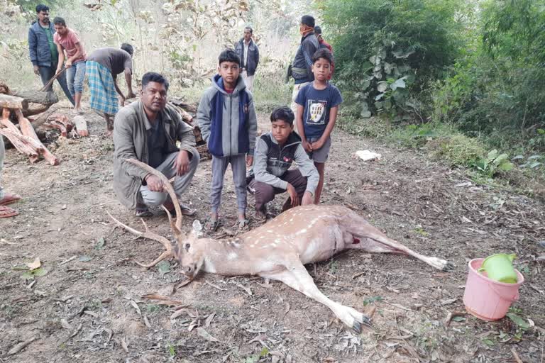 Chital died due to dog attack