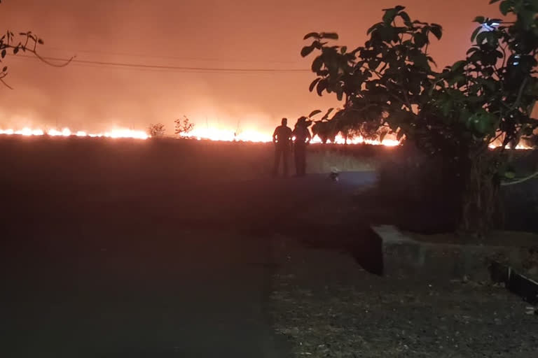 many mango trees were burnt in Jaitapur fire accident