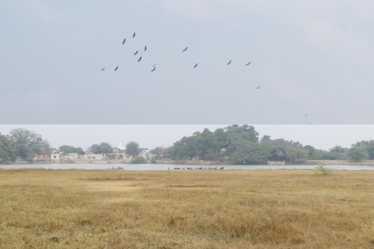 bhilwara latest news, Migratory birds begin arriving, Bhilwara Weather, Winter season, भीलवाड़ा की खबर, सर्दी का सितम, प्रवासी पक्षियों का आगमन, भीलवाड़ा का मौसम