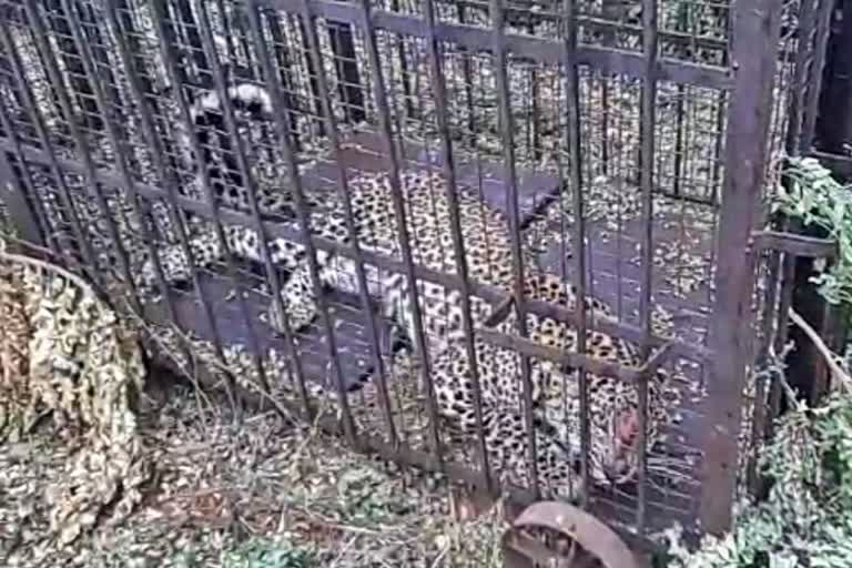 Leopard caught