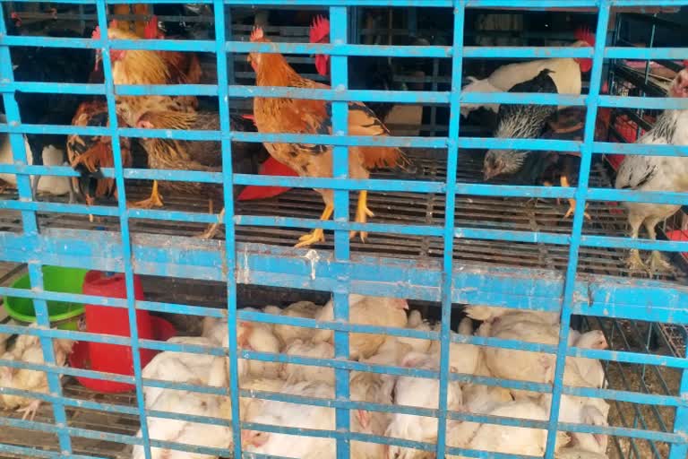 animal-husbandry-department-alert-on-bird-flu-in-jamtara