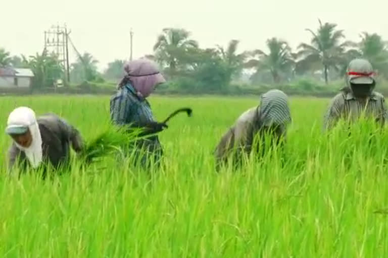 PADDY FARMING CHALLENGES THRISSUR  വരിനെല്ലിൽ വലഞ്ഞ് നെൽ കർഷകർ  വരിനെല്ല്  നെൽ കർഷകർ  തൃശൂർ മുല്ലശേരി വെങ്കിടങ് മേഖലയിലെ നെൽ കർഷകർ