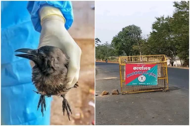 chickens-are-being-brought-from-outside-in-chhattisgarh-amid-the-risk-of-bird-flu