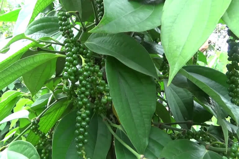 pepper cultivation  high range pepper cultivation  ഒരിടവേളക്ക് ശേഷം കുരുമുളക് കൃഷി ഹൈറേഞ്ചിൽ സജീവമാകുന്നു  ചെറുകിട കർഷകർ