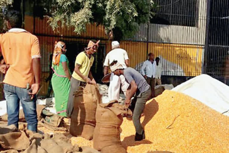 maize procurement to resume in jalgaon