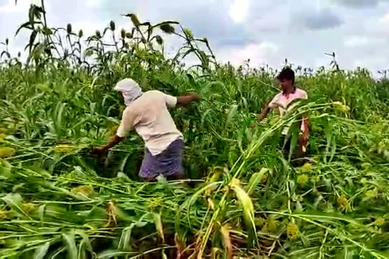 untimely-rain-destroyed-crop-in-dharwad-district