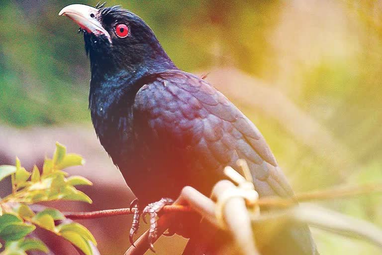 one-cuckoo-died-in-bhanupratappur-of-kanker