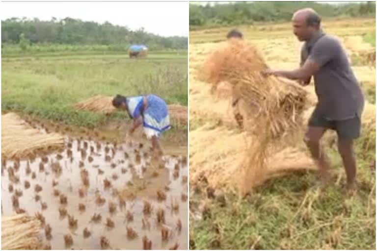 crop-lose-in-chikkamagalore-from-unseasonal-rain