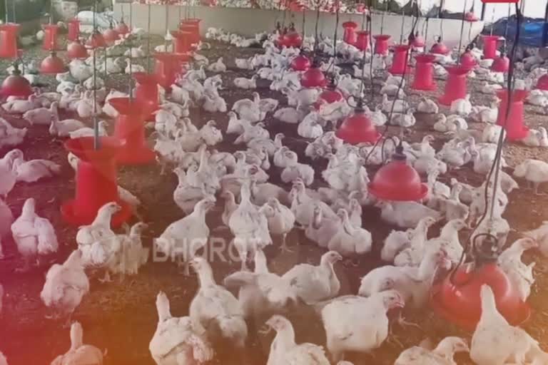 poultry-farm-business-affected-due-to-bird-flu-in-korba