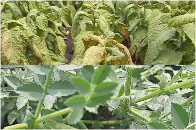 tobacco-and-chick-pea-growers-worried-due-to-premature-rainfall