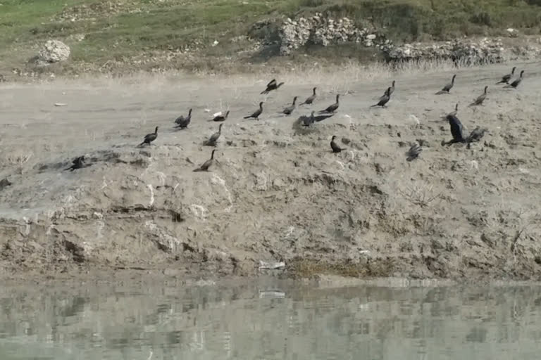 गोबिंदसागर झील