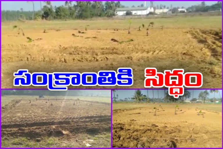 cock fight places ready in west godavari