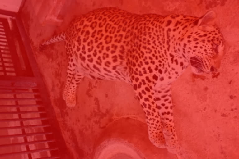 leady leopard died in warangal zoo