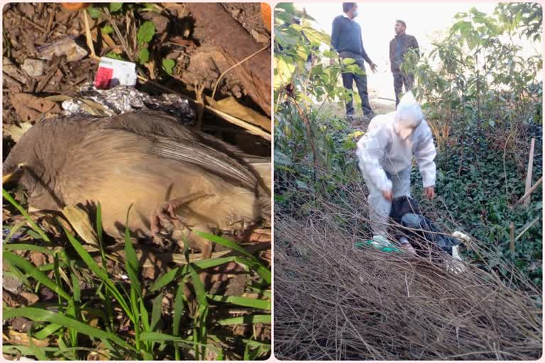 four dead birds found in sundernagar