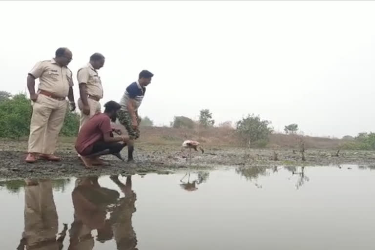 Flamingo who was found injured in Uran  was rescued