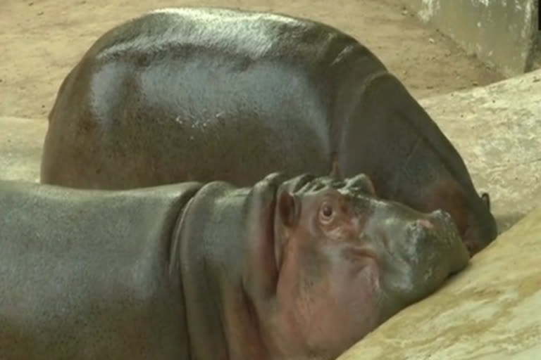 Hippo 'Mangal' turns 2  zoo throws birthday party  സയാജി ബാഗ് മൃഗശാല ഗുജറാത്ത് വാര്‍ത്തകള്‍  ഗുജറാത്ത് വാര്‍ത്തകള്‍  മൃഗശാല വാര്‍ത്തകള്‍  ഹിപ്പോപ്പൊട്ടാമസ്  Gujarat zoo throws birthday party as Hippo  Gujarat zoo news