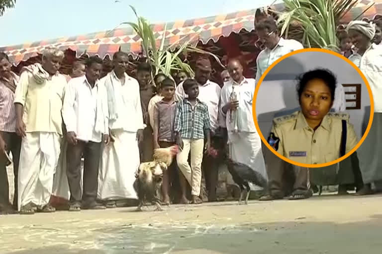 tenali dsp press meet on cock fight