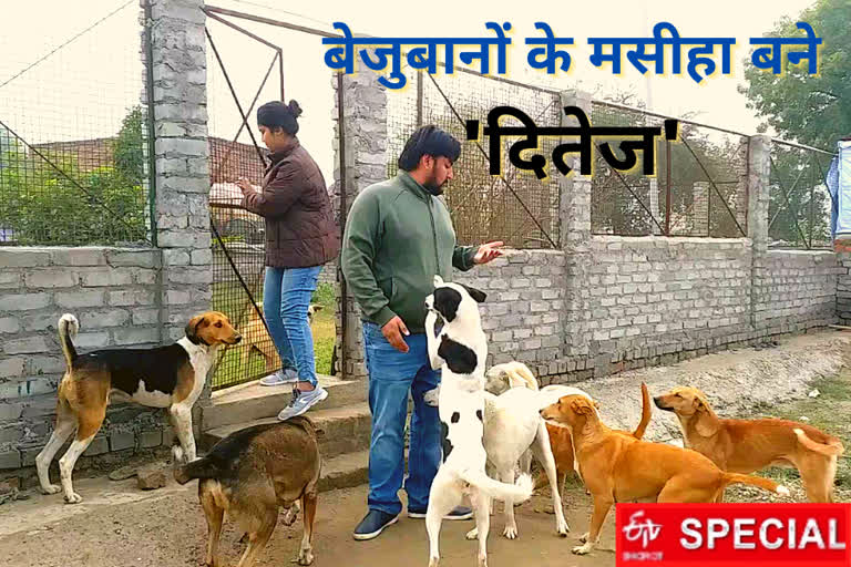 earthlings trust giving shelter to 120 street dogs in noida