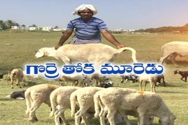 sheep having long tail in srikakulam dist in ap