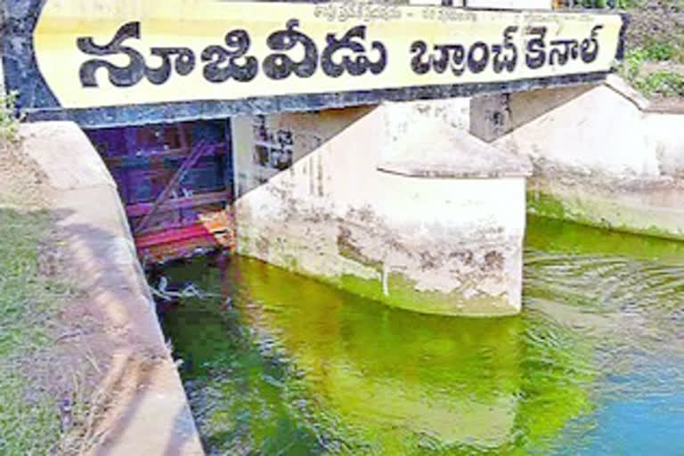 water shortage in nuziveedu canal at krishna district