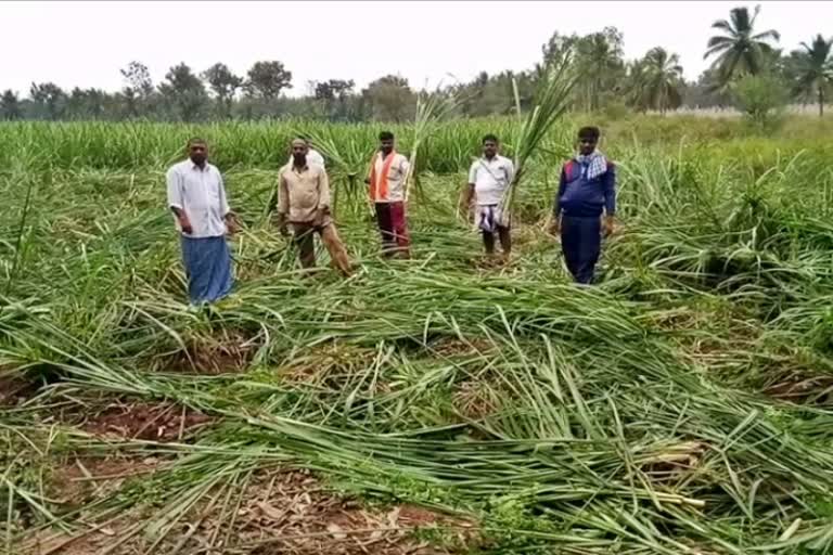 sugarcane crop destroyed