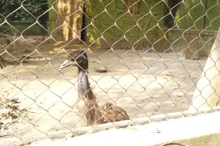 Patna Zoo