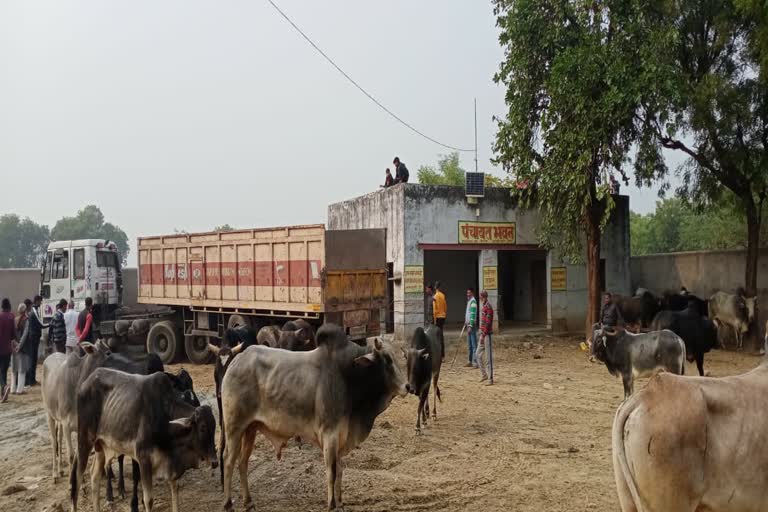 किसानों ने गोवंश को पंचायत भवन में किया बंद