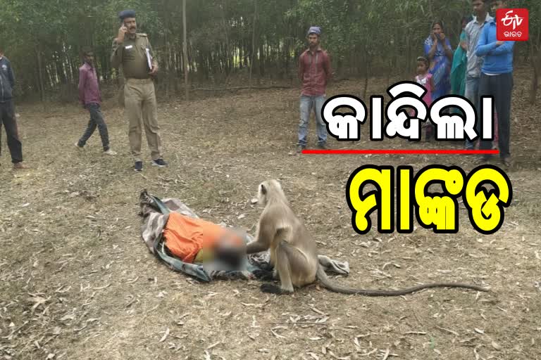 The Ape Sat And Cried For Hours On The Death Of A Laborer In Giridih