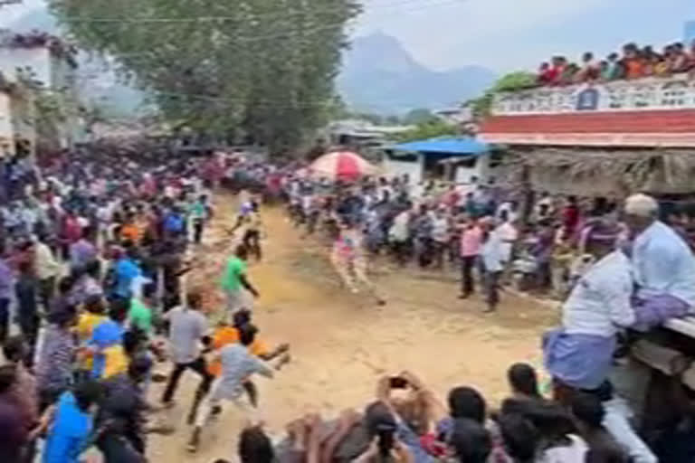 Tamil Nadu Jallikattu  cattle festival in Andhra Pradesh  kothashanambatla of chitor district in Andhra Pradesh  Andhra Pradesh Jallikattu one person seriously injured  ആന്ധ്രാപ്രദേശിൽ ജല്ലിക്കെട്ടിനിടെ ഒരാൾക്ക് ഗുരുതര പരിക്ക്  കോതശനമ്പട്‌ല  ജല്ലിക്കെട്ട്