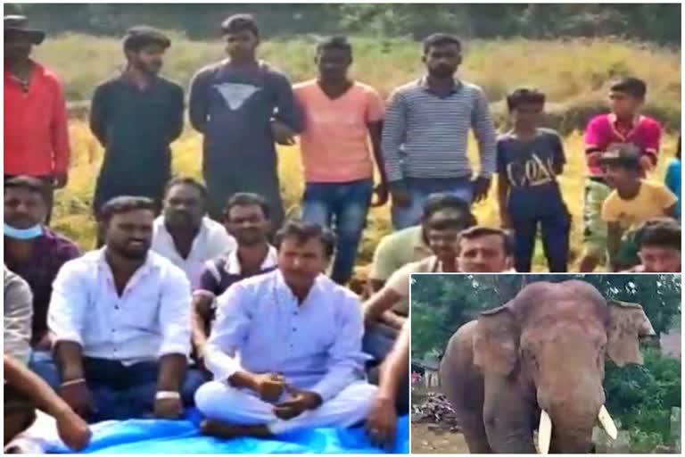 hassan Farmers protest to take action to prevent elephant attack