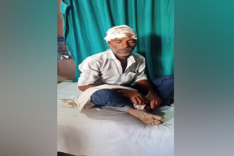 yavatmal tiger attacks a farmer sleeping in a field