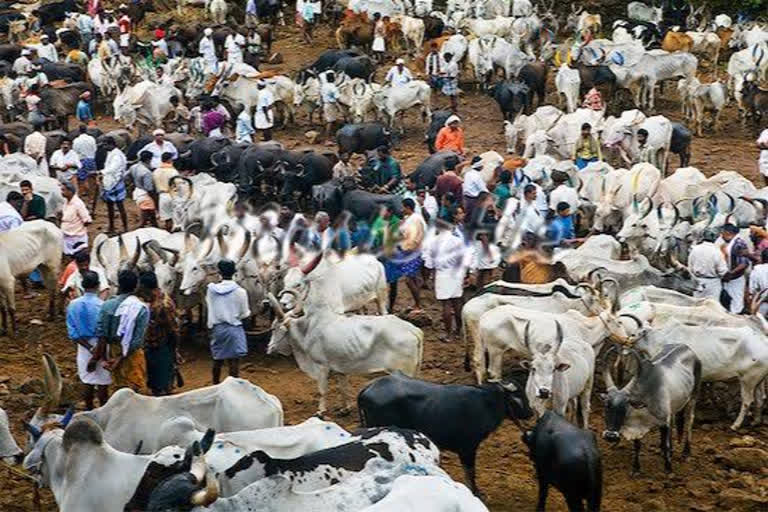 കാലിച്ചന്ത പ്രവര്‍ത്തനം പുനരാരംഭിച്ചു വാര്‍ത്ത  കുഴല്‍മന്ദം കാലിച്ചന്ത വിവാദം വാര്‍ത്ത  cattle market resumed operations news  kuzhalmandam cattle market controversy news