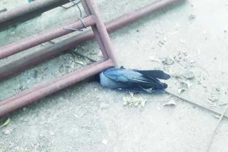 crows died