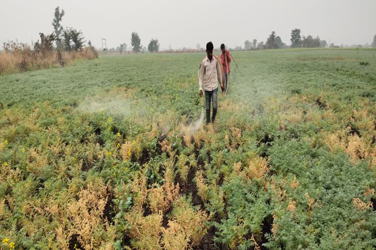 Drying gram crop