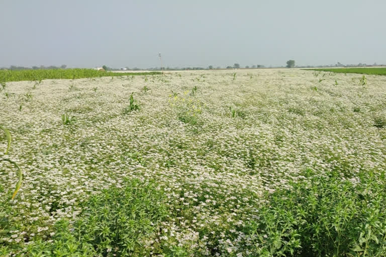 Coriander