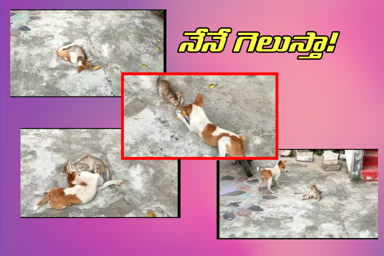 Cat, Dog friendship at velugupalli in suryapet district